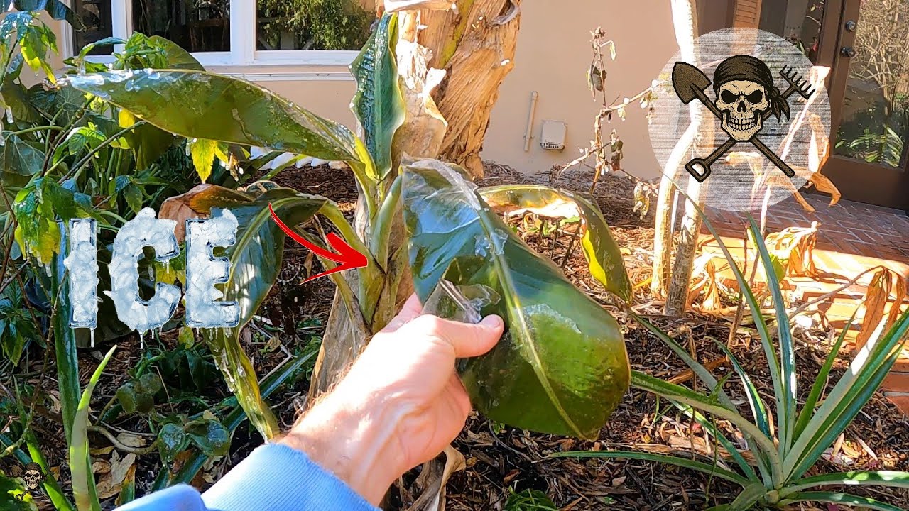 Флоридский органический тропический сад ВСЕ ЕЩЕ ЗАМЕРЗ после зимнего циклона!