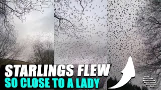Starlings Flew So Close to a Lady by the River Making Her Scared