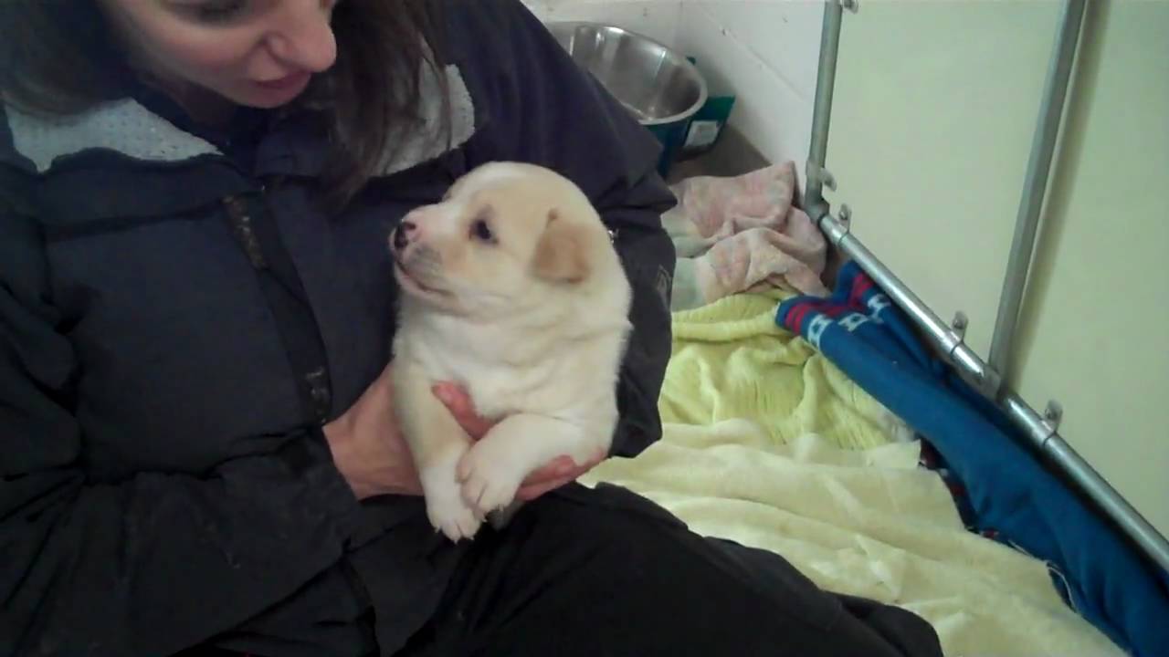 Branford Animal Shelter Christmas Puppies YouTube