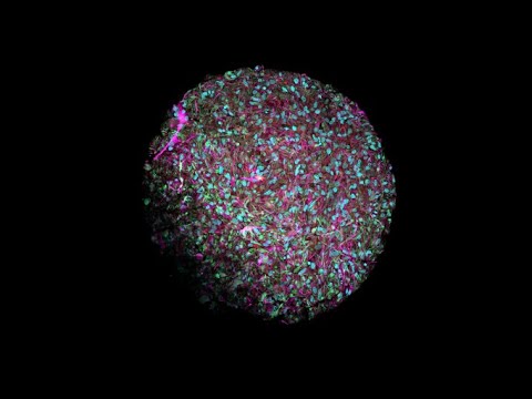 Organoid intelligence: a new biocomputing frontier