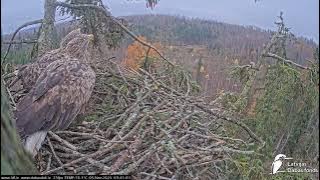 J E20251105 093820MaleBringsStickBothWorkKissesMagpieVisitNestTreeTopThenNearTreeTop