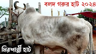 মাংসের বলদ গরুর দাম জানুন কুমিল্লার মিরশান্নী হাট থেকে | পালন উপযোগী বলদ গরু | গরুর হাট ২০২৪ |