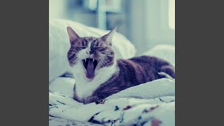 Calm Backdrops for Cute Kittens