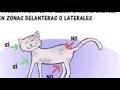 TOLERANCIA A LAS CARICIAS DE TU GATITO . Sabías Qué El Ronroneo de los Jueves