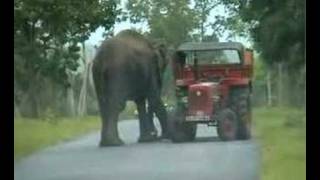 Elephant at Mudumalai