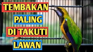 🔴PALING DI TAKUTI LAWAN, TEMBAKAN CUCAK CUNGKOK BIKIN LAWAN TAKUT