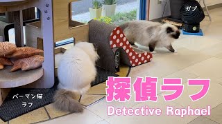 バーマン猫ラフとガブ【探偵ラフ】Detective Raphael（バーマン猫）Birman/Cat by J 56 views 1 day ago 2 minutes, 1 second