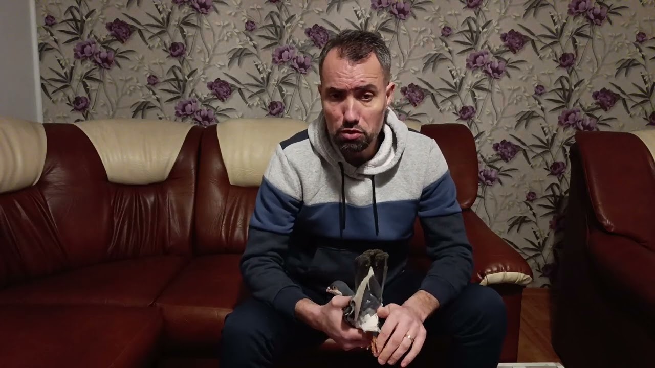 Prezentarea a 3 fenotipuri de porumbei