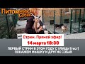 ⭕️ Стрим с улицы с собаками (тестовый стрим с  телефона) | СТРИМ [14 марта 18:30]