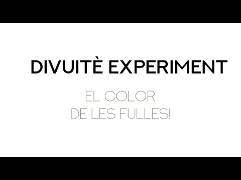 Vídeo: Què Fer Si Les Fulles Es Tornen Grogues A L’anturi? Per Què S’assequen Les Fulles? Com Es Fa El Diagnòstic Correcte? Com Cuidar Una Flor 