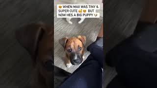 Maxs Throwback When Hes A Cute Tiny Puppy So Cute