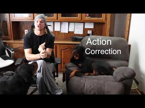 Video: 5 Tips Untuk Mencegah Rottweiler Anda Tidak Menarik