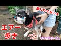 お散歩大好きチワワを強制捕獲ww抱っこされてもエアー歩きで抵抗する愛犬ぴーさん