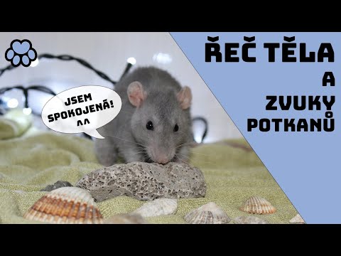 Video: Která řeč je potichu?