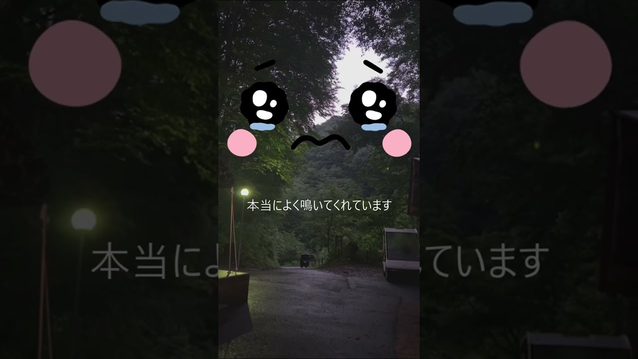 0605 8℃ 昨日の分まで鳴いてます