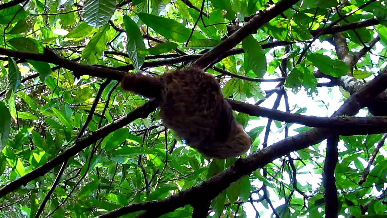 Jim Landrith's Panama-Sloth In Your Face