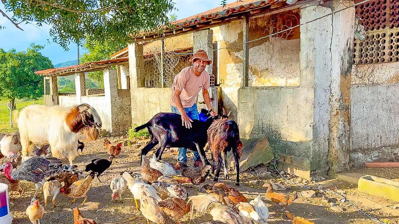 VAQUEIRO MOSTRA SEU TRABALHO DIÁRIO NA FAZENDA | DANILO PIMENTA