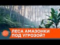 Преступление против природы: кто продает леса Амазонии через Facebook — ICTV