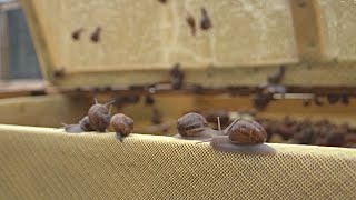 "Caracoles a la obra": un producto chileno de exportación