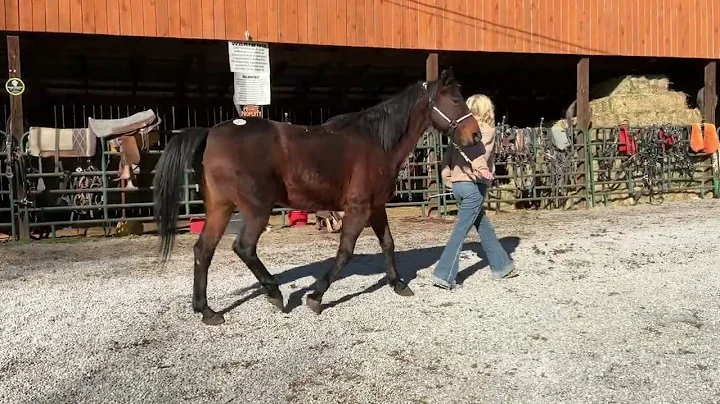 Sold 482 Morgan Mare 14.3H 12 years old $800 plus $40 Coggins deadline 12/19/25 ￼