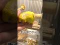手を入れると頭を置いてくるセキセイインコまるちゃん🐥 #インコまるけ #セキセイインコ #鳥 #bird #budgie #インコ #雛#ルチノー