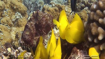 MIPS Project-MIPS Project-Windows Media Encoder