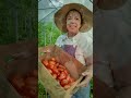 A sauce lover’s dream 🍅❤️   Roma Tomatoes are firm, meaty, and low in seeds — perfect for canning,