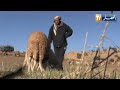 الجلفة رعي الغنم في رمضان بين تحدي قساوة الطبيعة و مشقة الصيام 