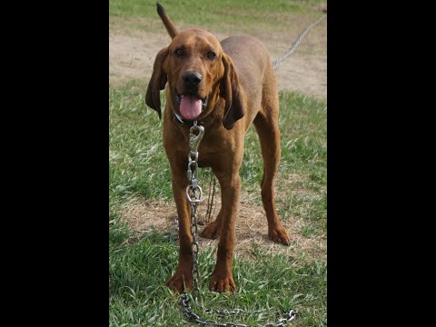 Video: Pasja Pasja Pasja Pasja Pasja Pasja Pasja Pasica Black And Tan Coonhound Hipoalergična, življenjska Doba