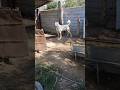 ماشاءالله عشق باز ترکمن صحرا طاهر سقلی ماشاءالله به سگش Alabai Kangal Animals Alabaidog Pit 
