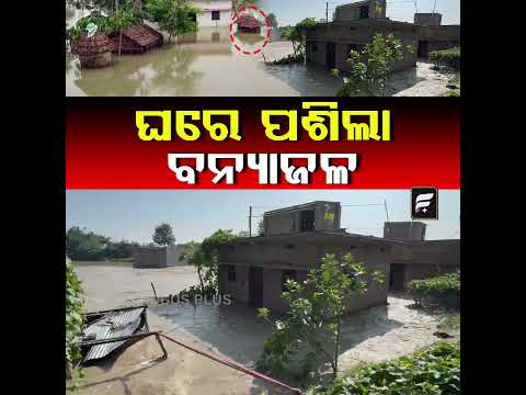 ପୁଣି ବଢ଼ିଲା ବନ୍ୟା ଜଳମଗ୍ନ ଶହ ଶହ ଘର || FOCUSPLUS  ||