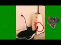 Funny CATS 😹 #2 - Cute Cats 😻 - Videos Compilation cute moment