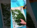 Vegetables, fruit, and root crops entering cutting stage.