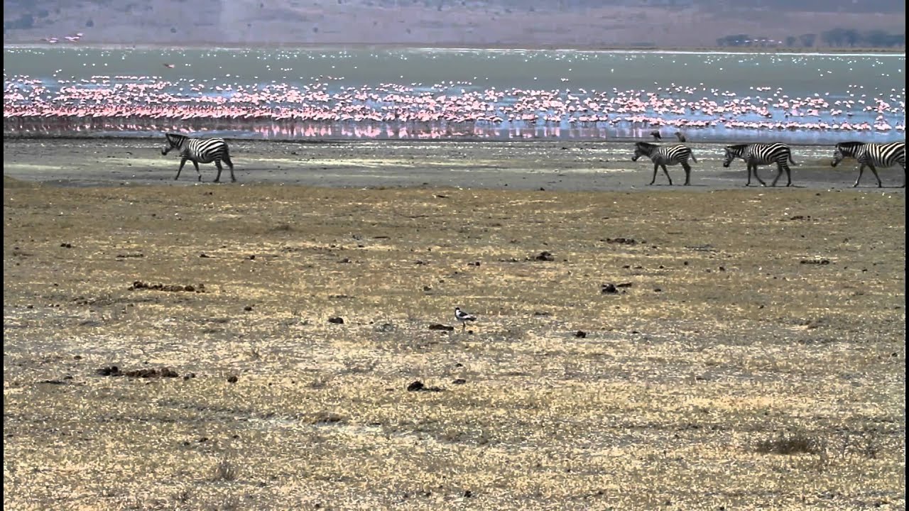 Flamingos, Zebras in the NgoroNgoro Crater