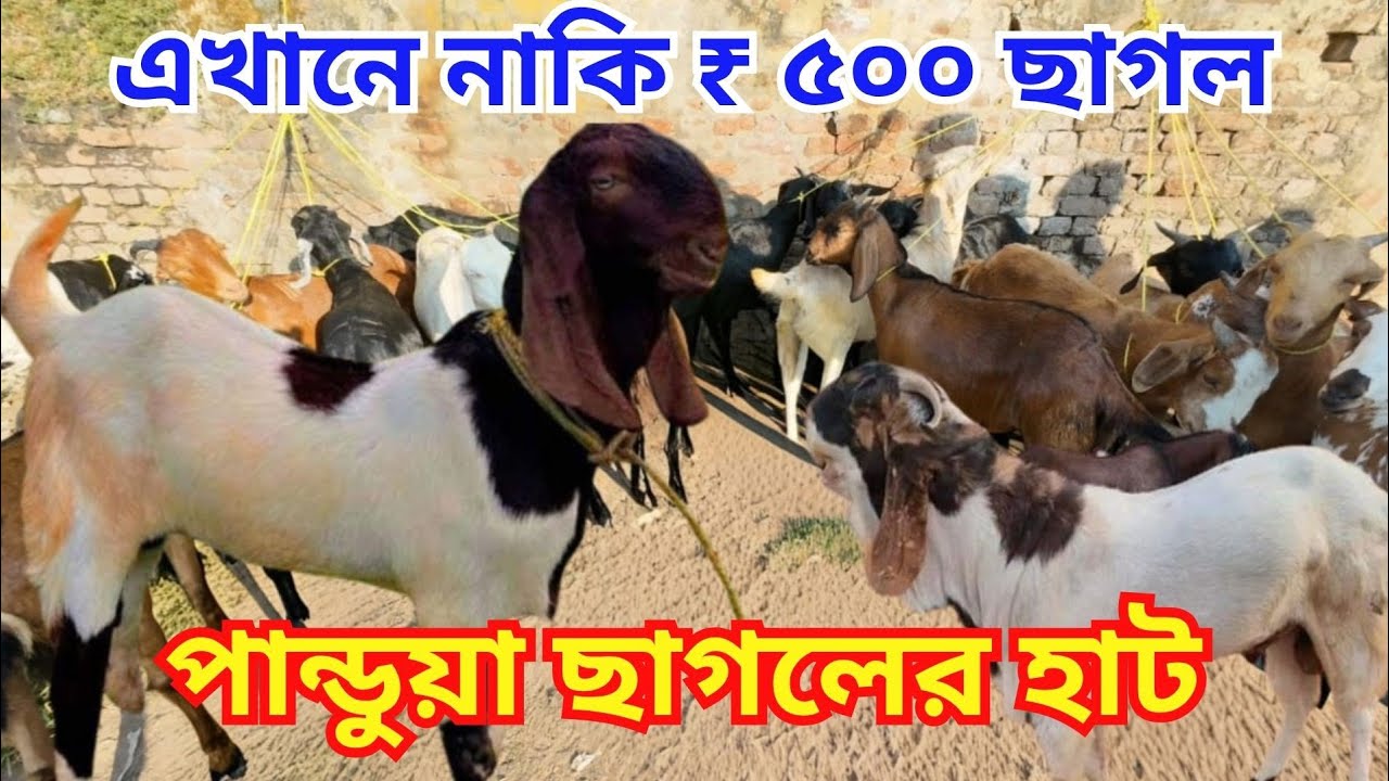পশ্চিমবঙ্গের সব থেকে সস্তা ছাগলের হাট | Biggest Wholesale Goat Market in Kolkata | Chagoler Haat |