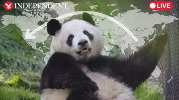 Live: Giant pandas make official debut at San Diego Zoo