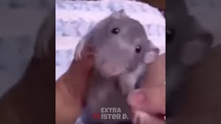 rat dances to kid singing fnaf music