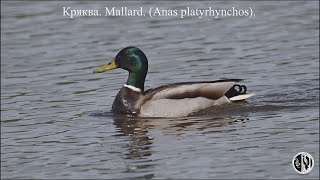 Снегопад 8 мая и дикая кряква. Snowfall on May 8 and wild mallard. (Anas platyrhynchos).