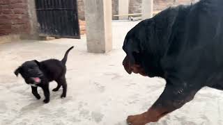 Rottweiler Gabbar meet || Labrador puppy 🐶 ￼ rocky ​⁠@Gabbarthe_rottweiler