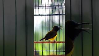 Sogon Om Prio sogon sogokotong