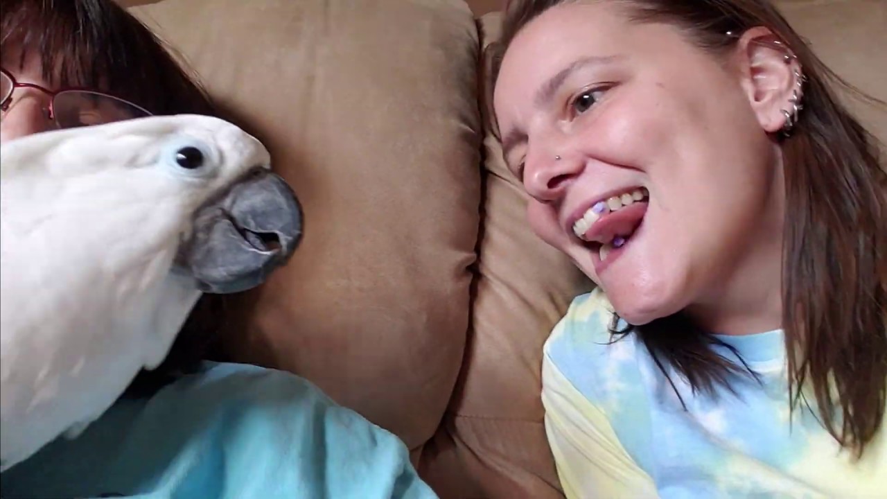 cockatoo price ph Onni Learning To Tongue Click With Erin (volume up to hear!)