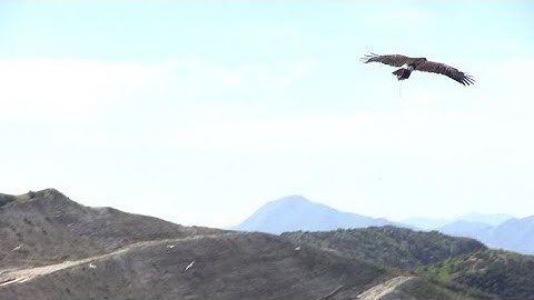 Hawks And Falcons Ward Off Seagulls At Landfills