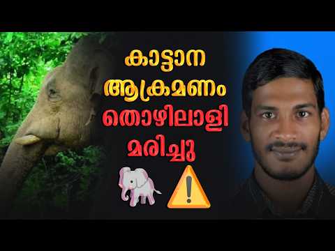 ഭീകരം! 🐘 Wild Elephant Attack in Karuvarakundu: Worker Killed During Tapping | Kerala News