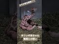 【天王寺動物園】キリンの赤ちゃん 睡魔との戦い