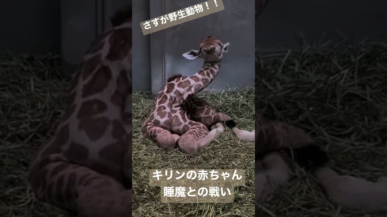 【天王寺動物園】キリンの赤ちゃん 睡魔との戦い