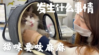 Luffy, the leader of the cat thieves group, is sick. Going to the hospital completely changed a cat by Cats 340 views 3 years ago 5 minutes, 45 seconds