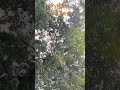 Python caught from tree