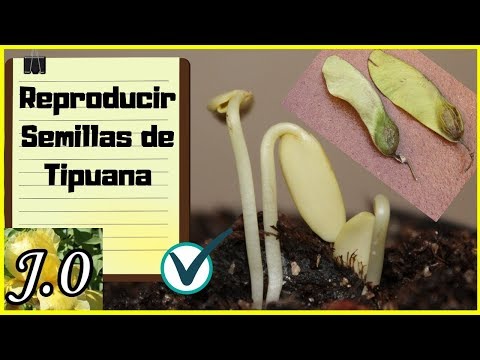 Video: Tipuana Tipu Information - Cómo cultivar un árbol tipu en el jardín