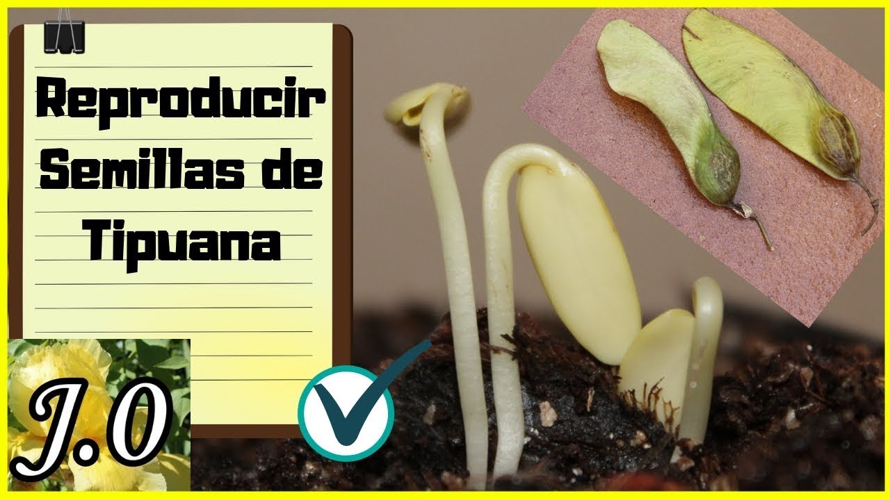 🌱 Cómo GERMINAR semillas de TIPUANA (Tipuana tipa) + Resultados ✅ #3