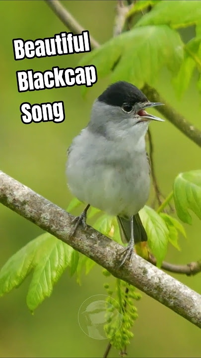 Beautiful Blackcap Singing For His Partner #shorts